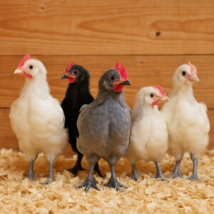 Five 4–8 week old Bresse cockerels—white, blue, and black—standing in pine shavings with a wooden wall background