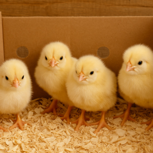 Healthy Day-Old Bresse White Chicks – NPIP Certified, farm-raised, shipped nationwide