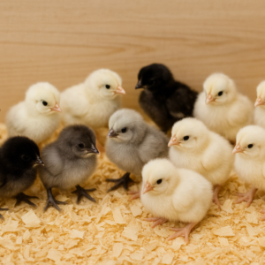 Day Old Bresse Chicks for Sale